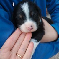 Pastore australiano con pedigree