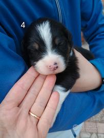 Pastore australiano con pedigree