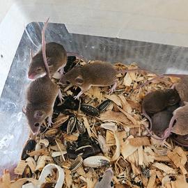 Topo pigmeo africano