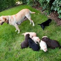 Labrador Retriever cuccioli