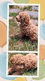 Cane barboncino