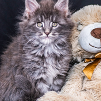 Cuccioli di Maine Coon