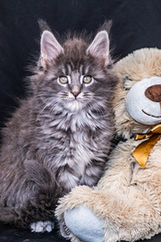 Cuccioli di Maine Coon
