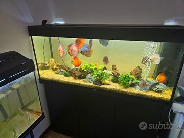 acquario juwel rio 240