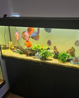 acquario juwel rio 240