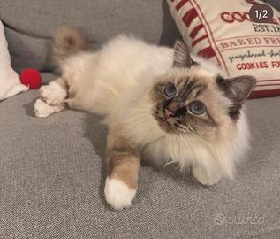 Rehoming sacro di Birmania