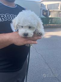 Cucciolo maltese