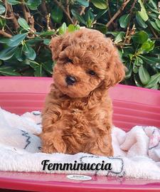 Cuccioli barboncino toy/minitoy