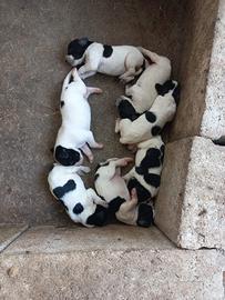 Cuccioli pointer inglese