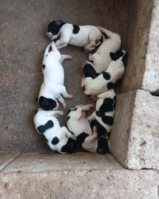 Cuccioli pointer inglese