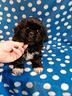 tibetan-spaniel-cuccioli