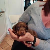 Cuccioli di bassotto