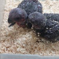 Pappagalli allevati a mano