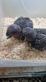 Pappagalli allevati a mano