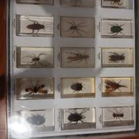 collezione insetti 