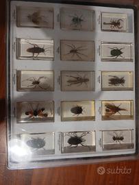 collezione insetti 