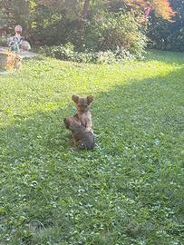 Cucciolo di chihuahua