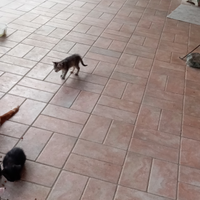 Cuccioli di gatto