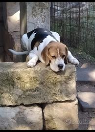 Beagle