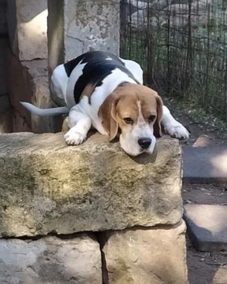 Beagle