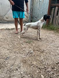 Pointer femmina