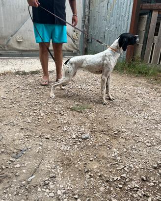 Pointer femmina