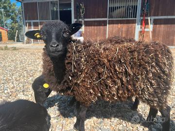 Pecora nana d'ouessant