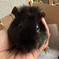 Cavia us teddy maschio