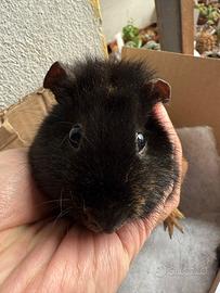 Cavia us teddy maschio
