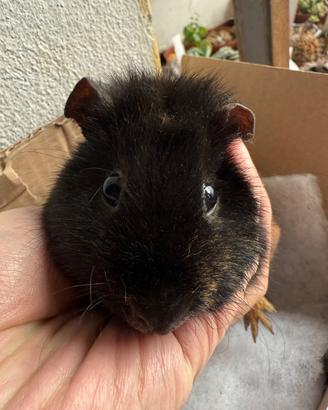 Cavia us teddy maschio