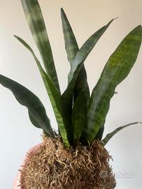 Kokedama sansevieria Black coral