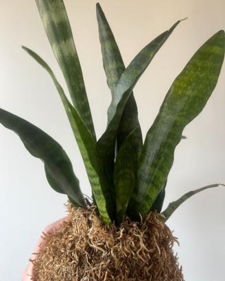 Kokedama sansevieria Black coral