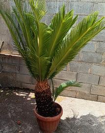 Pianta Cycas  di oltre 20, in vaso