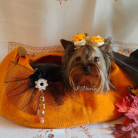 Mini mini Yorkshire Terrier Toy