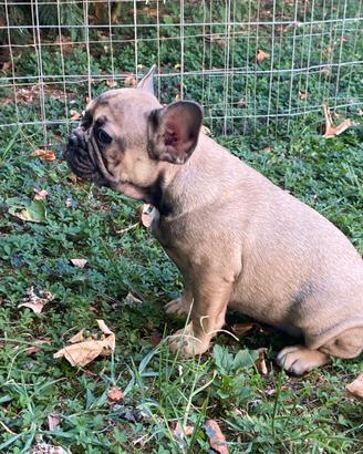 Bulldog francese