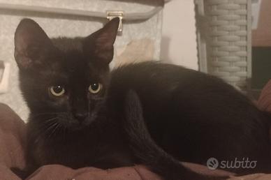 Pisolo gattino 3 mesi