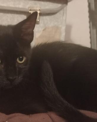 Pisolo gattino 3 mesi