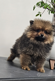 Spitz di Pomerania nano