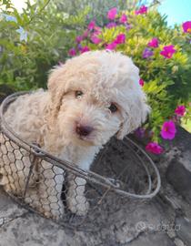 Lagotto Romagnolo cuccioli