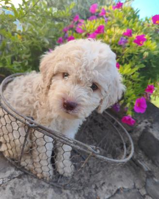 Lagotto Romagnolo cuccioli