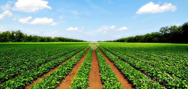 TER. AGRICOLO A PADOVA