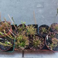 Kit Semi drosera intermedia + substrato pronto 