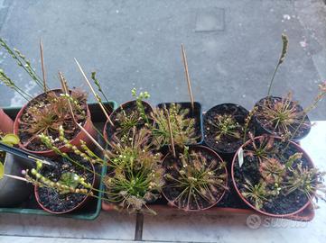 Kit Semi drosera intermedia + substrato pronto 