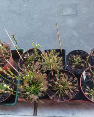 Kit Semi drosera intermedia + substrato pronto 