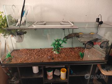 Acquario 150×40×52 cm completo