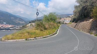 Uliveto di ottomila metri