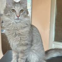 Gattina di razza, Angora Turco - Bibita