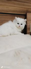 Vendita gatti