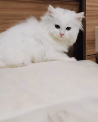 Vendita gatti