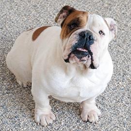 Bulldog inglese adulta